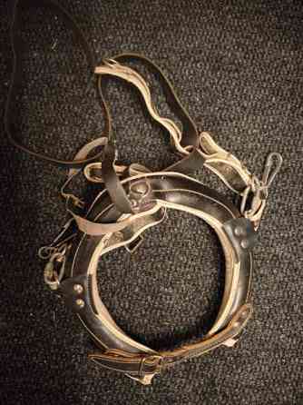 Koiran vetolänget ja ahkio aisoilla Mikkeli