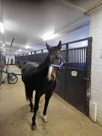 Iso hevostalli vuokralle Forssa