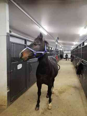 Iso hevostalli vuokralle Forssa