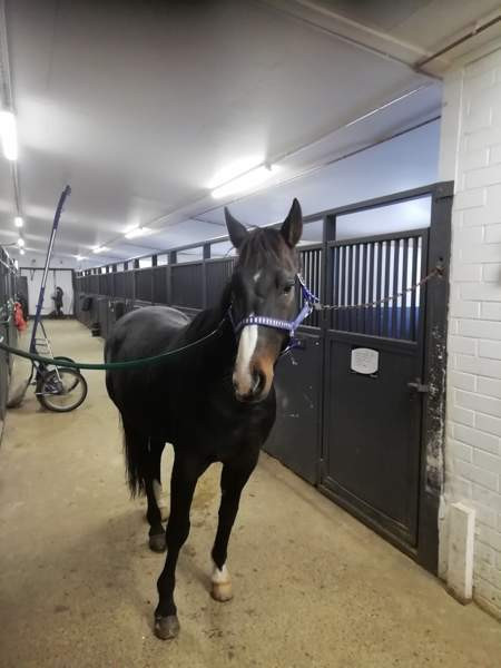 Iso hevostalli vuokralle Forssa - photo 4