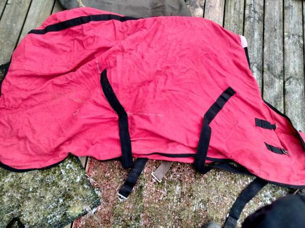 Villaloimi Raasepori - valokuva 1