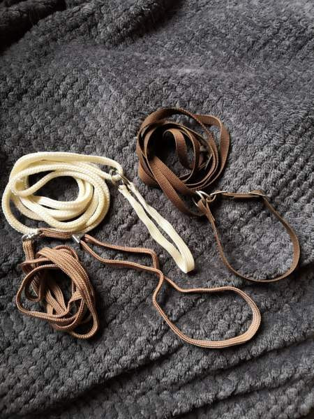 Näyttelyhihnat Pöytyä – foto 1