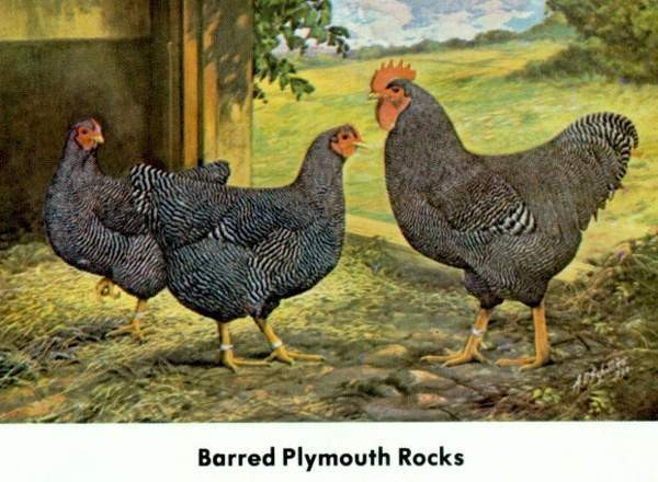 Ostetaan Plymouth rock kukko Orimattila - изображение 1