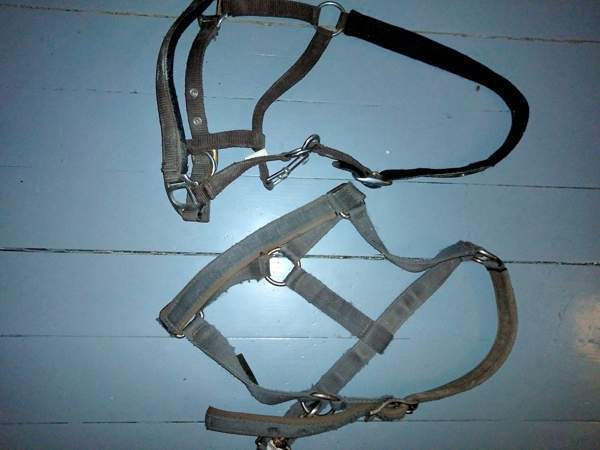 Riimut Raasepori - valokuva 1