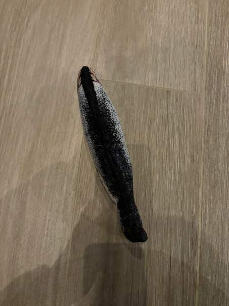 Sätkivä kala Akaa - photo 4