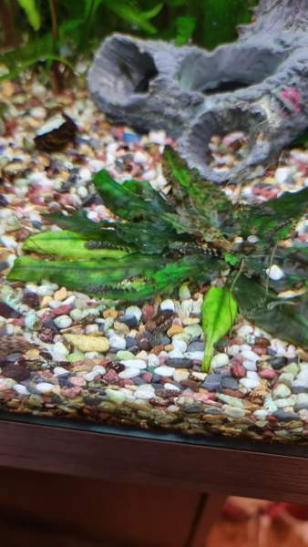 Partamonni poikasia Hollola - valokuva 1