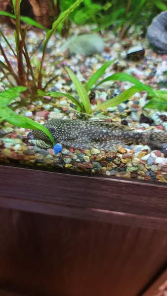 Partamonni poikasia Hollola - valokuva 2