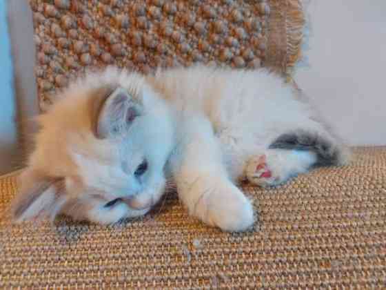 Ragdoll, naaras- ja urospentu etsivät yhteistyökykyisiä koteja Espoo