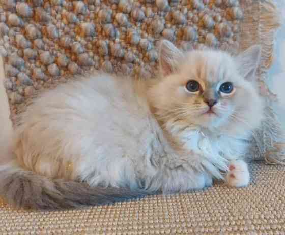 Ragdoll, naaras- ja urospentu etsivät yhteistyökykyisiä koteja Espoo