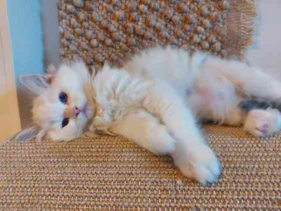 Ragdoll, naaras- ja urospentu etsivät yhteistyökykyisiä koteja Espoo