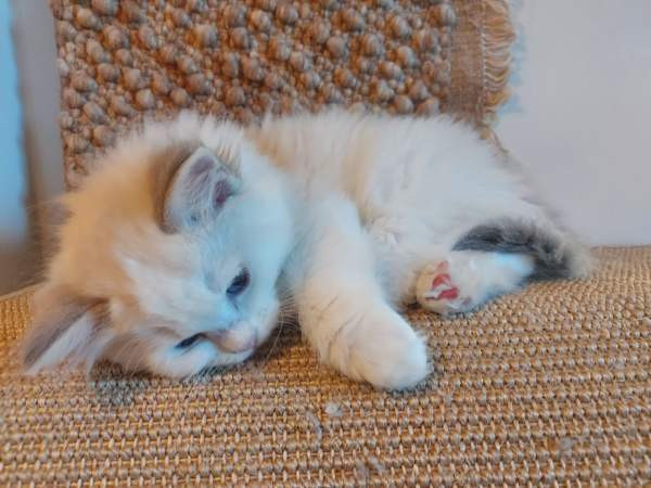 Ragdoll, naaras- ja urospentu etsivät yhteistyökykyisiä koteja Espoo – foto 1