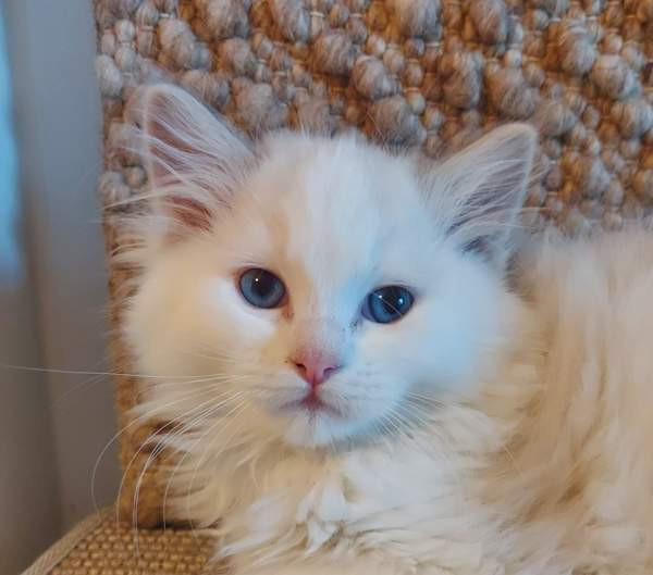 Ragdoll, naaras- ja urospentu etsivät yhteistyökykyisiä koteja Espoo – foto 4