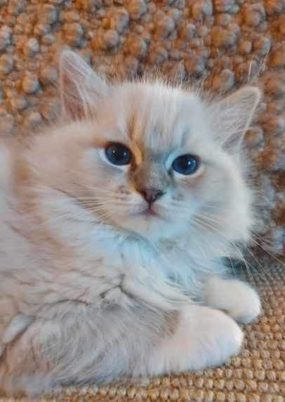 Ragdoll, naaras- ja urospentu etsivät yhteistyökykyisiä koteja Espoo – foto 2