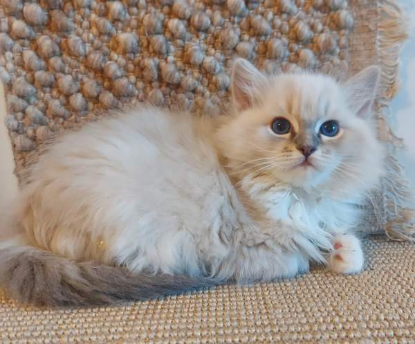 Ragdoll, naaras- ja urospentu etsivät yhteistyökykyisiä koteja Espoo – foto 3