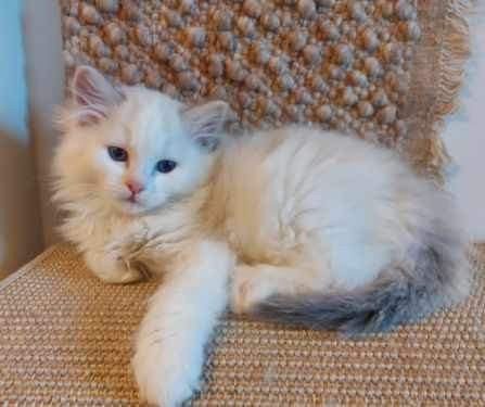 Ragdoll, naaras- ja urospentu etsivät yhteistyökykyisiä koteja Espoo – foto 5