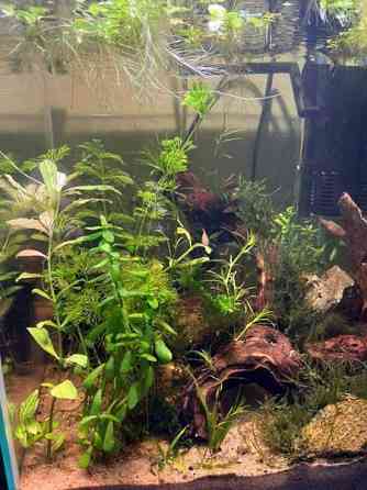 Akvaariokasveja Kouvola