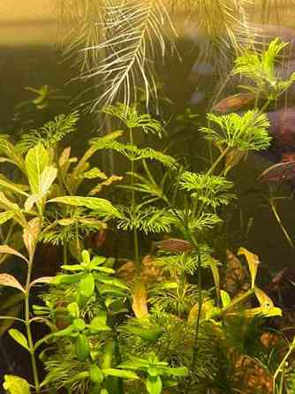 Akvaariokasveja Kouvola