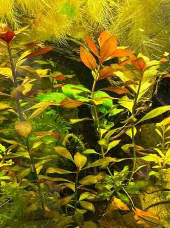 Akvaariokasveja Kouvola