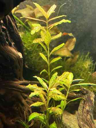 Akvaariokasveja Kouvola