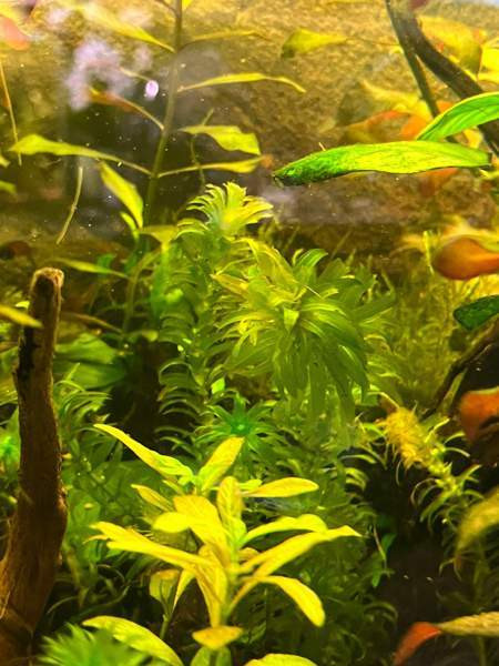 Akvaariokasveja Kouvola - photo 5