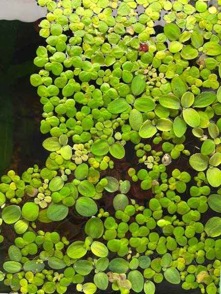 Akvaariokasveja Kouvola - photo 2