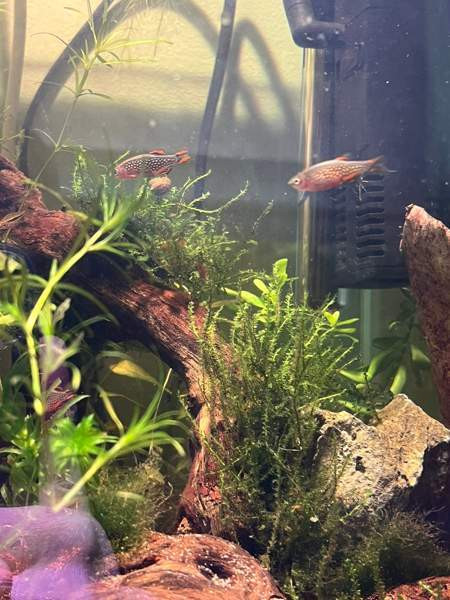 Akvaariokasveja Kouvola - photo 7