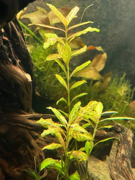 Akvaariokasveja Kouvola - photo 3