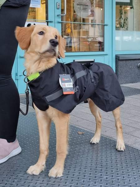 Koiratarvikkeita valjaita, takkeja ym Espoo - photo 7