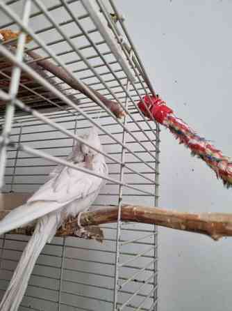 Neitokakadu Maentsaelae