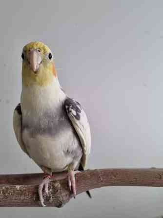 Neitokakadu Maentsaelae