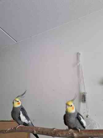 Neitokakadu Maentsaelae