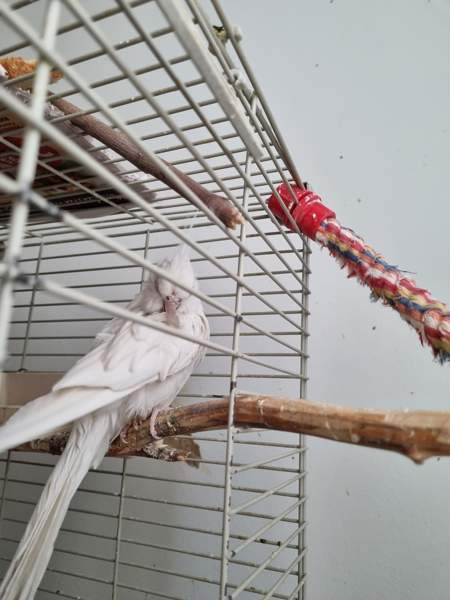 Neitokakadu Maentsaelae - photo 1