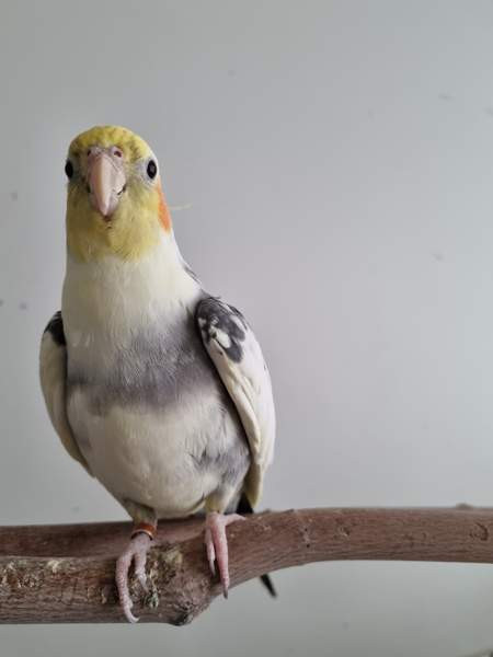 Neitokakadu Maentsaelae - photo 2