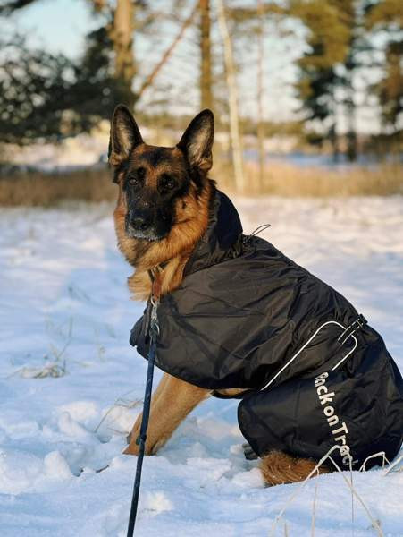 Back on Track koiran toppatakki koko 74 Турку - изображение 2