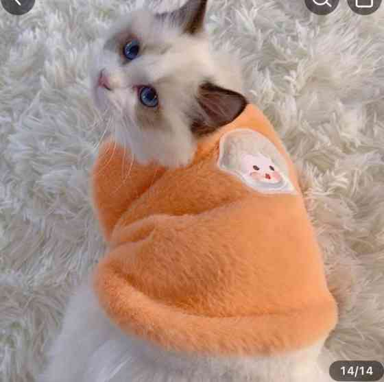 Lämmin liivi kissalle Joensuu