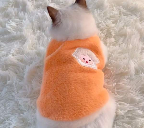 Lämmin liivi kissalle Joensuu - valokuva 1