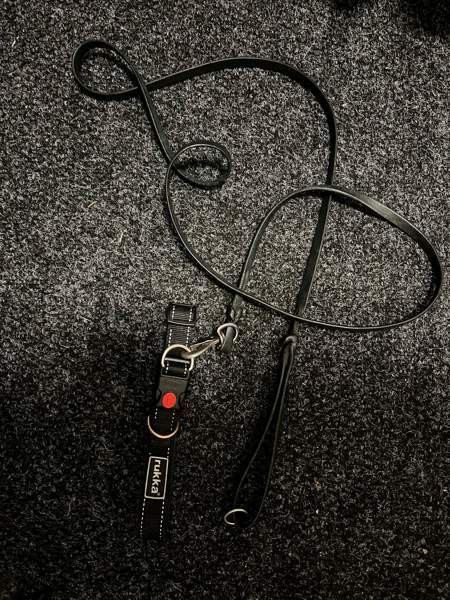 Koiran kaulapanta ja talutin Raisio - valokuva 2