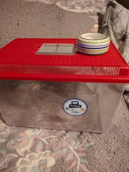 Muovinen terraario Liperi - valokuva 2