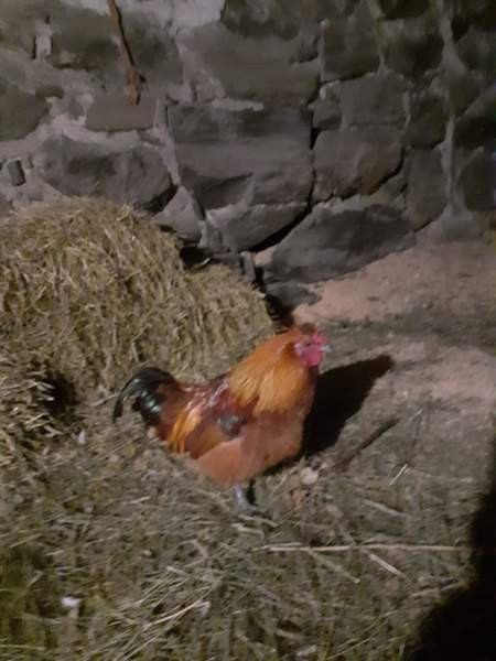 Kukkopoika Juva - photo 1