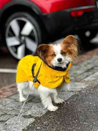 PAIKKA - koiran keltainen heijastava sadetakki koko 30 Helsinki