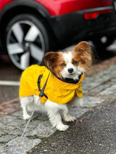 PAIKKA - koiran keltainen heijastava sadetakki koko 30 Helsinki - valokuva 4