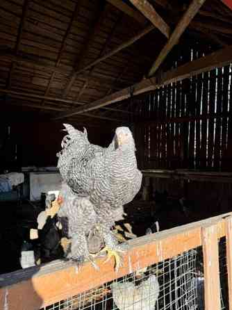 Brahman siitosmunat Laihia