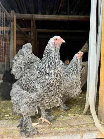 Brahman siitosmunat Laihia