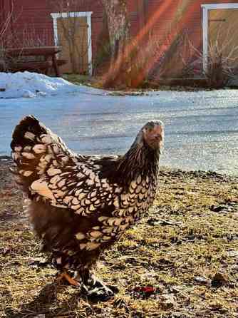 Brahman siitosmunat Laihia