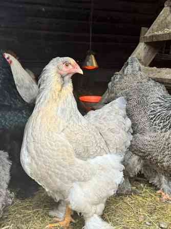 Brahman siitosmunat Laihia