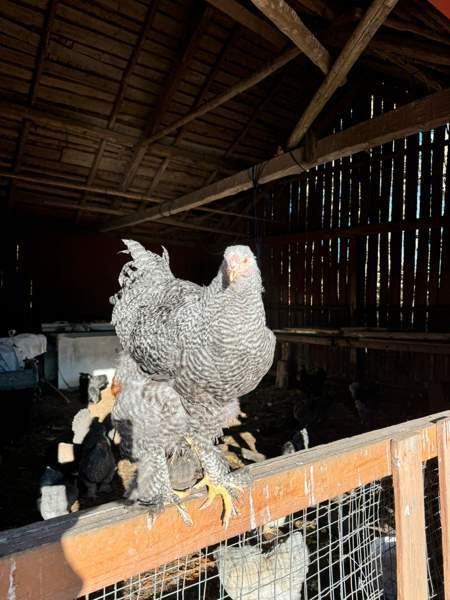 Brahman siitosmunat Laihia – foto 2