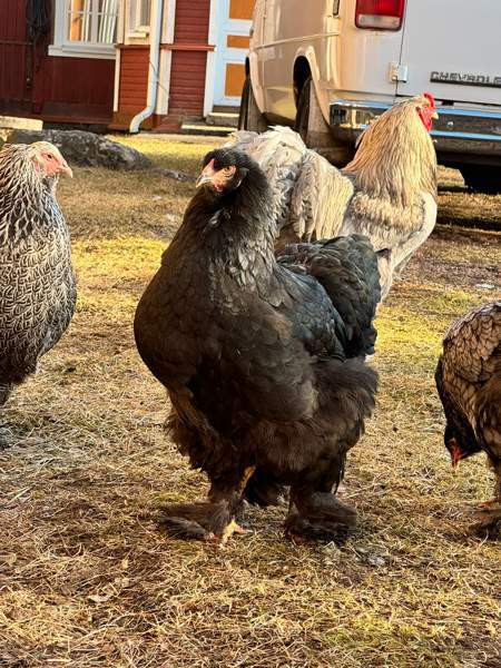 Brahman siitosmunat Laihia – foto 5