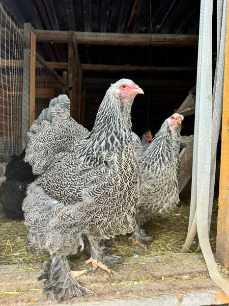 Brahman siitosmunat Laihia – foto 3