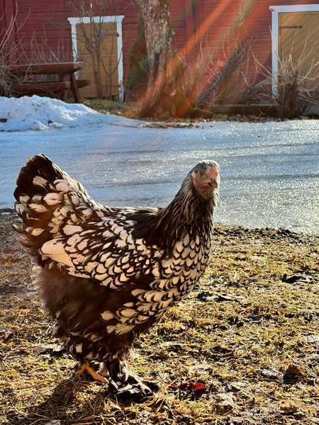 Brahman siitosmunat Laihia – foto 1
