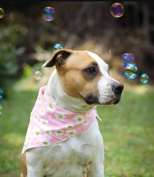 Koiran huivi Вихти - изображение 2